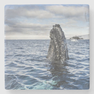 Humpback Whale Spyhops Hope Bay, Antarctica Stone Coaster