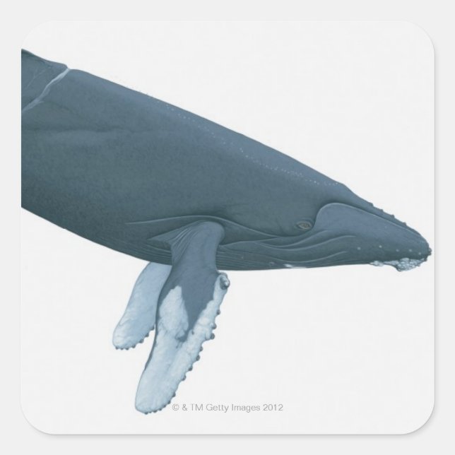 Humpback Whale Square Sticker (Front)