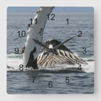 Humpback Whale