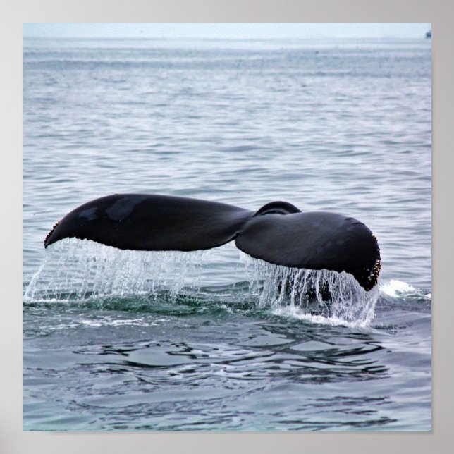 Humpback Whale Tail Fluke in Monterey Bay Poster (Front)