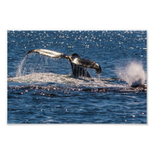 Humpback Whale Tail Fluke Photo Print