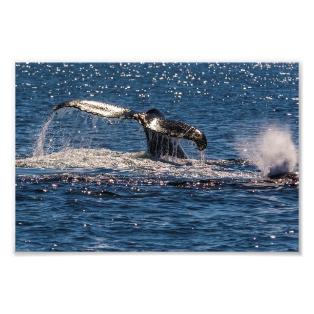 Humpback Whale Tail Fluke Photo Print (Front)