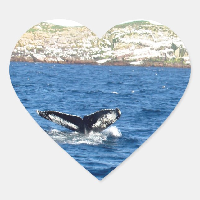Humpback Whale Tail Heart Sticker (Front)