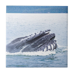 humpback whale tile