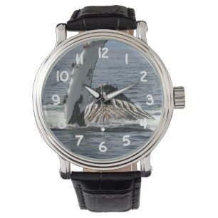 Humpback Whale Watch