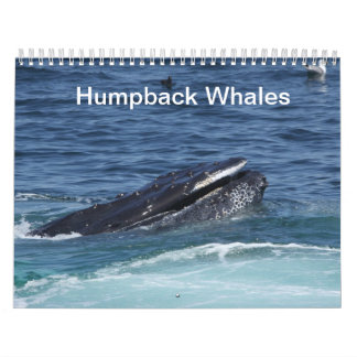 Humpback Whales calendar 2014