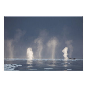 Humpback Whales Megaptera novaeangliae) Photo Print