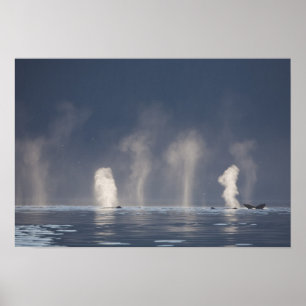 Humpback Whales Megaptera novaeangliae) Poster