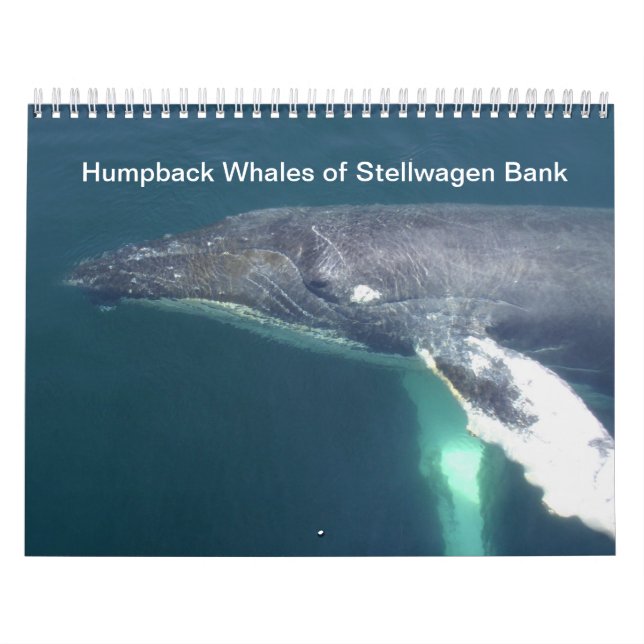 Humpback Whales of Stellwagen Bank Calendar (Cover)