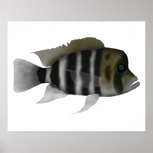 Humphead Cichlid Poster (Front)