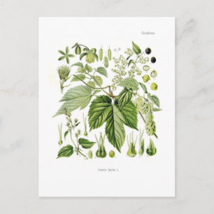 Humulus lupulus (Hop) Postcard