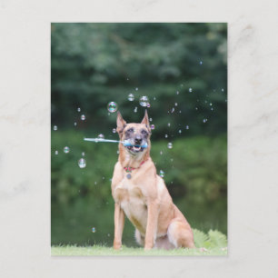 Hundtrick: Seifenblasen erstellen Postcard