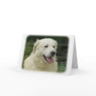 Hungarian Kuvasz 8W02-17