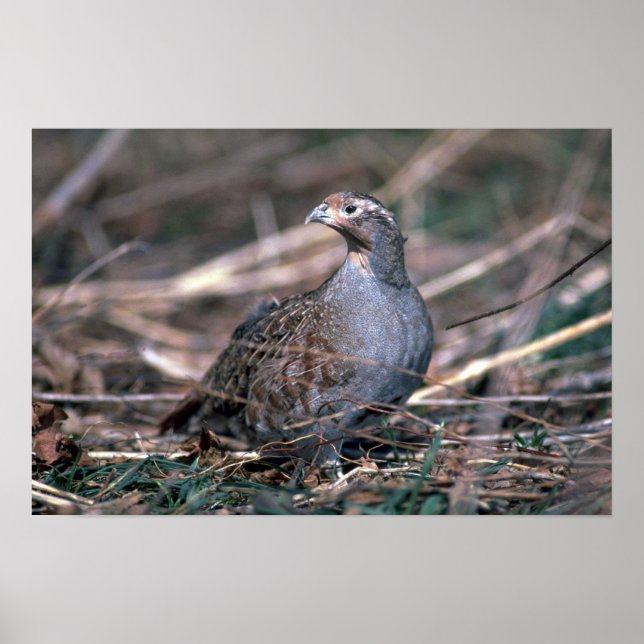 Hungarian partridge poster (Front)