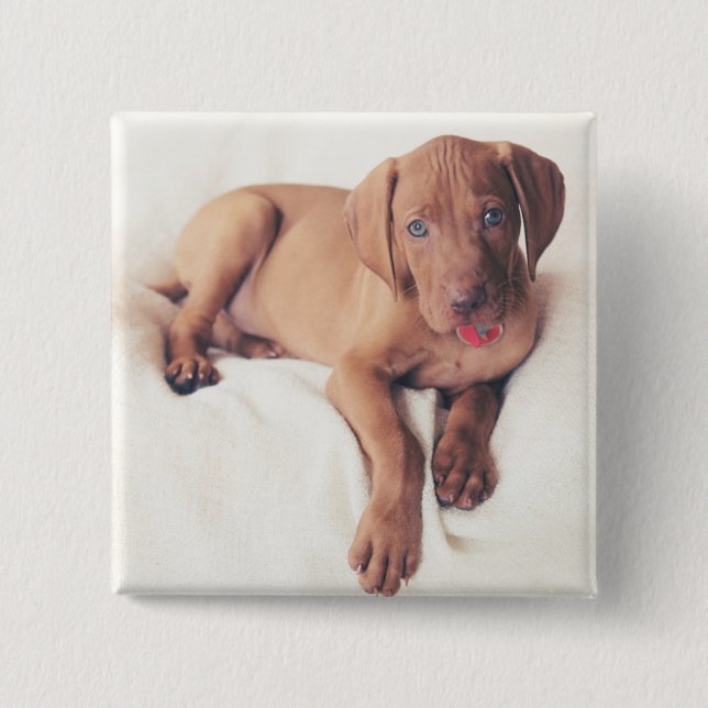 Hungarian Vizsla Puppy 2 Inch Square Button (Front)
