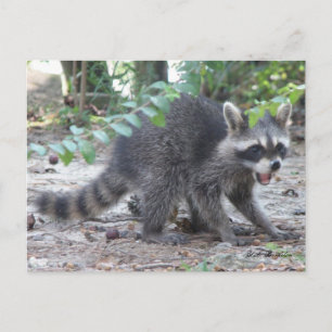 Hungry Baby Raccoon Postcard