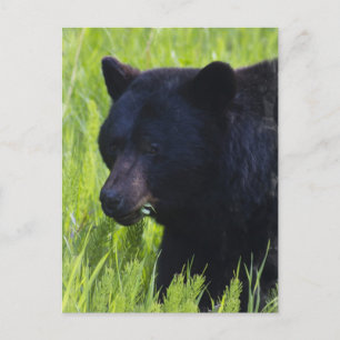 Hungry Black Bear Postcard