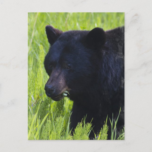 Hungry Black Bear Postcard (Front)