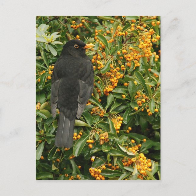 Hungry blackbird postcard (Front)