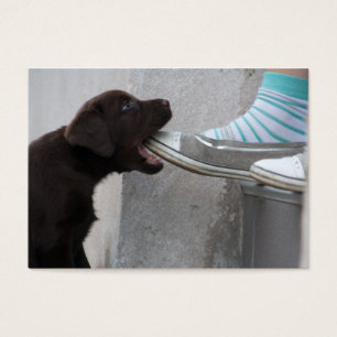 Hungry Brown Labrador Puppy