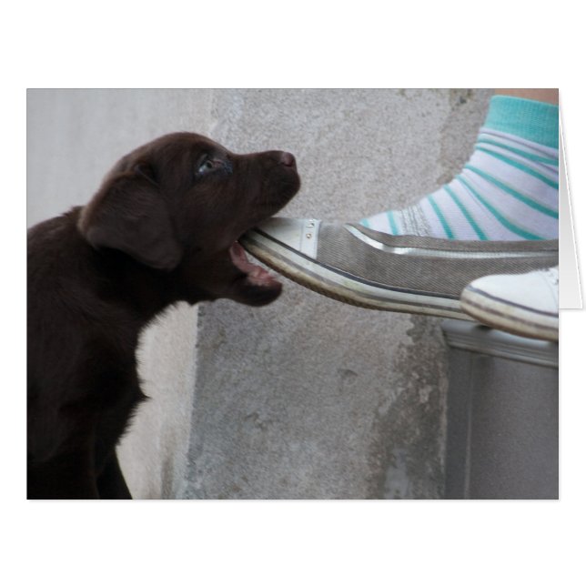 Hungry Brown Labrador Puppy (Front Horizontal)