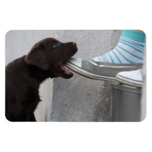 Hungry Brown Labrador Puppy Magnet