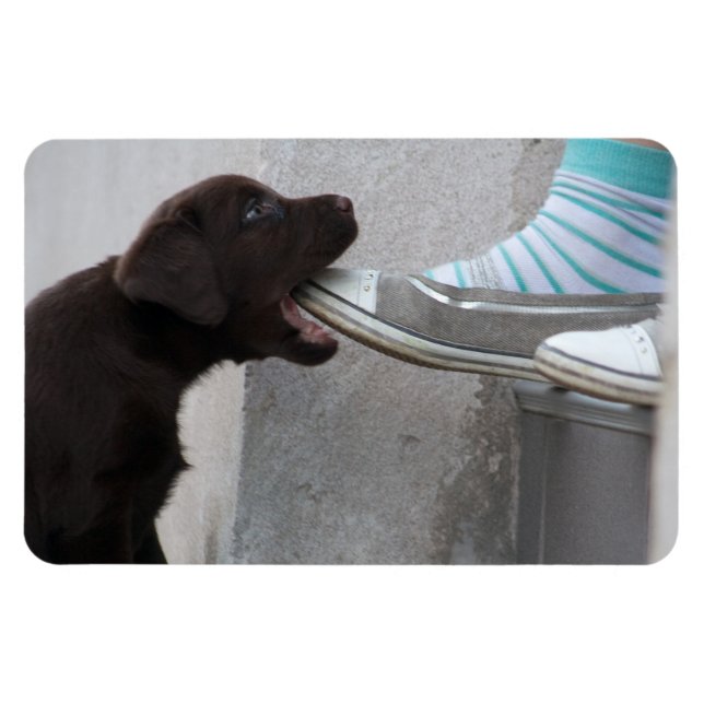Hungry Brown Labrador Puppy Magnet (Horizontal)