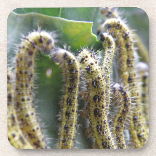 Hungry Cabbage White Caterpillars Cork Coaster (Front)