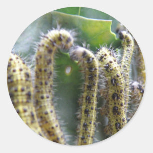 Hungry Cabbage White Caterpillars Stickers