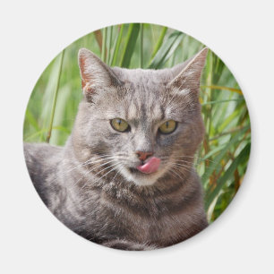 Hungry Cat Magnet