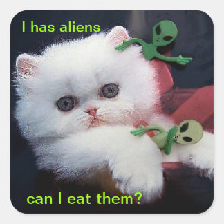 Hungry Cute Kitten - Square Sticker