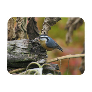 Hungry Cute Nuthatch Magnet