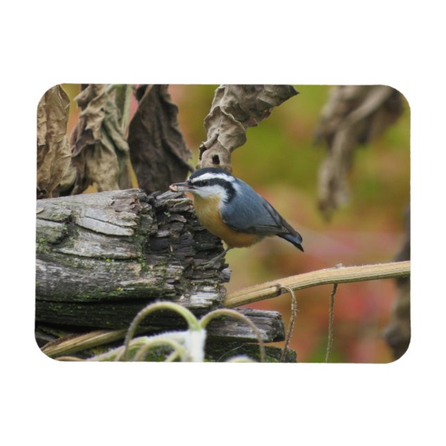 Hungry Cute Nuthatch Magnet (Horizontal)