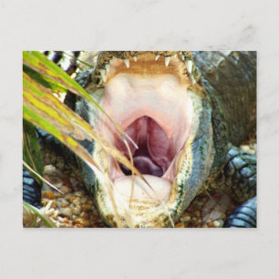 Hungry Gator Postcard