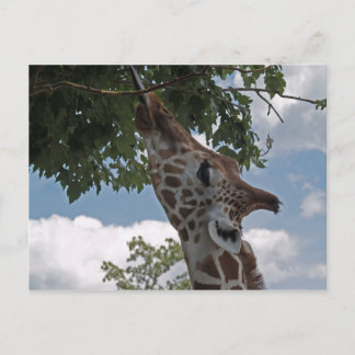 Hungry Giraffe Postcard