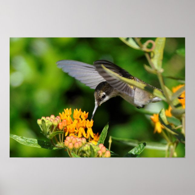 Hungry Hummingbird Poster (Front)