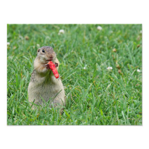 Hungry Hungry Chipmunk Photo Print