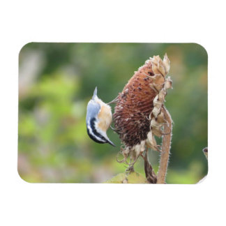 Hungry Nuthatch Magnet