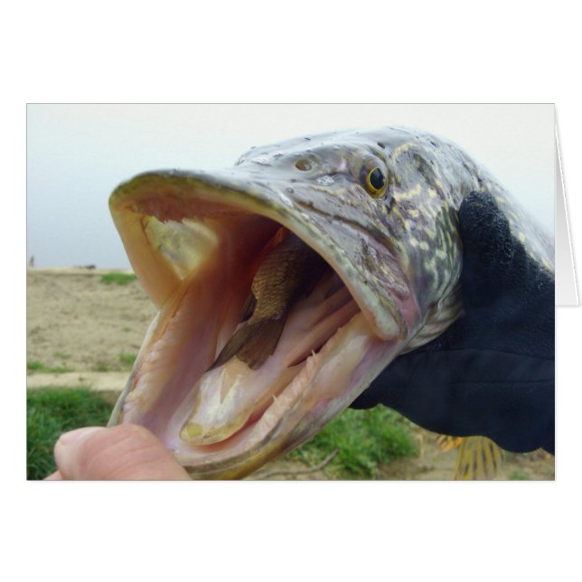 Hungry Pike (Front Horizontal)