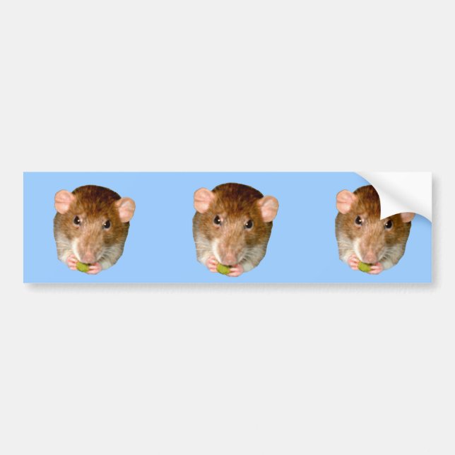 Hungry Rat Bumper Sticker (Front)