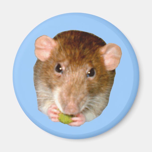 Hungry Rat Magnet (Front)