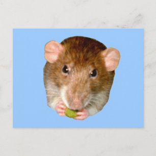 Hungry Rat Postcard