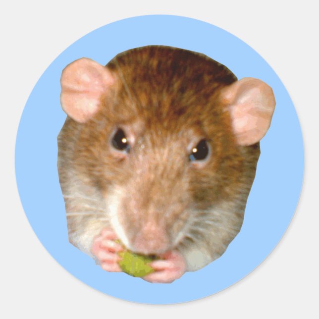 Hungry Rat Sticker (Front)