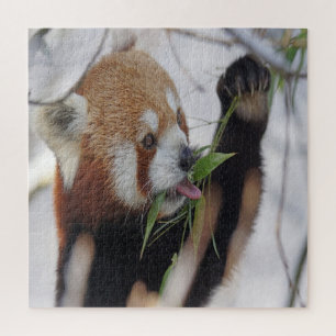 Hungry Red Panda Jigsaw Puzzle