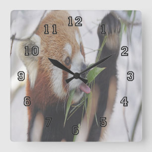 Hungry Red Panda Square Wall Clock