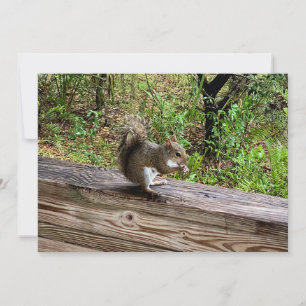Hungry Squirrel  Card