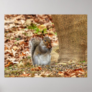 Hungry Squirrel Poster