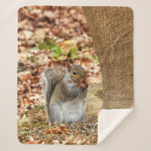 Hungry Squirrel Sherpa Blanket