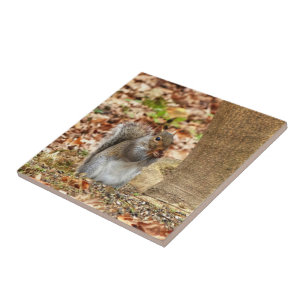 Hungry Squirrel Tile