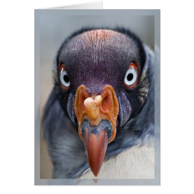 Hungry Vulture card (Front)